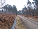forêt de Rambouillet